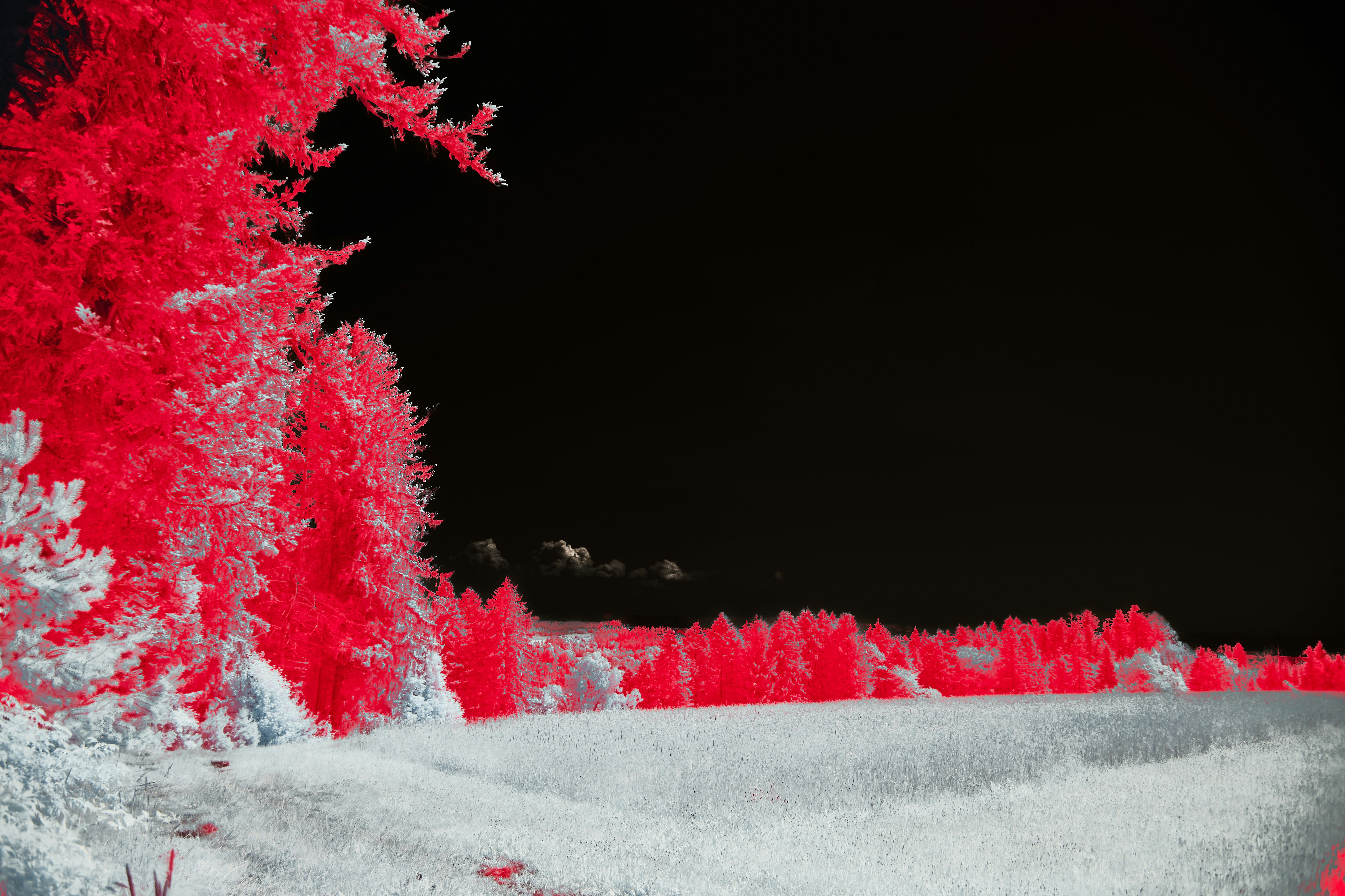 雪の降る朝の赤 雪の降る朝の赤