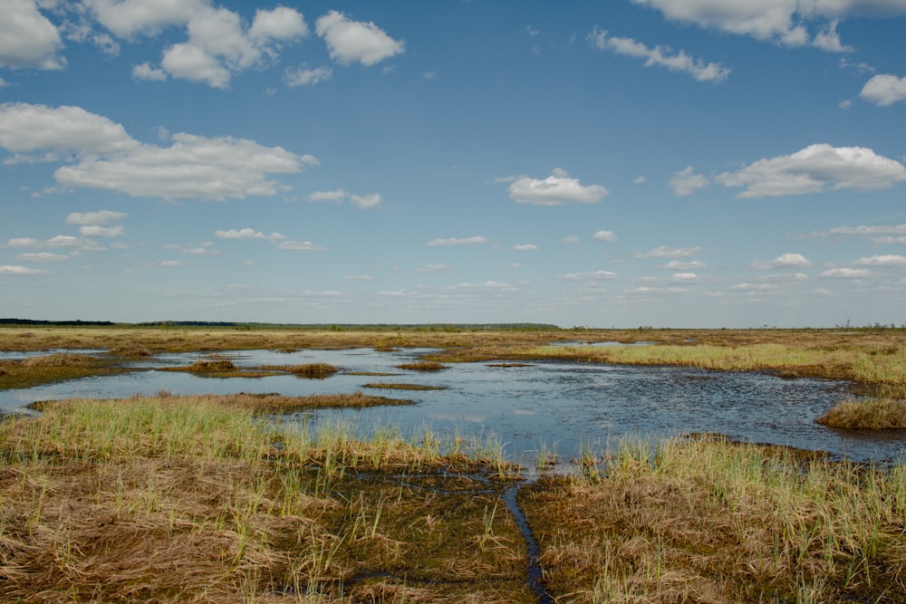 a small body of water surrounded by tall grass