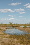 A serene view of a restored wetland under a clear sky.