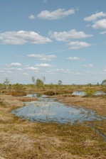 A serene view of a restored wetland under a clear sky.