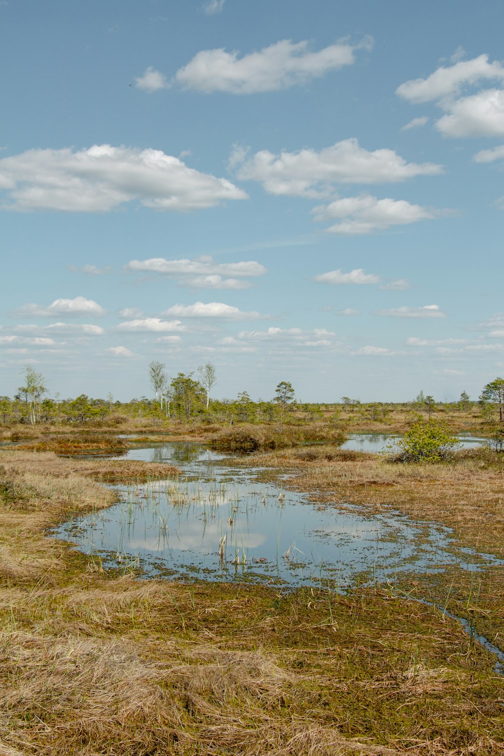 a small pond in the middle of a dry grass field