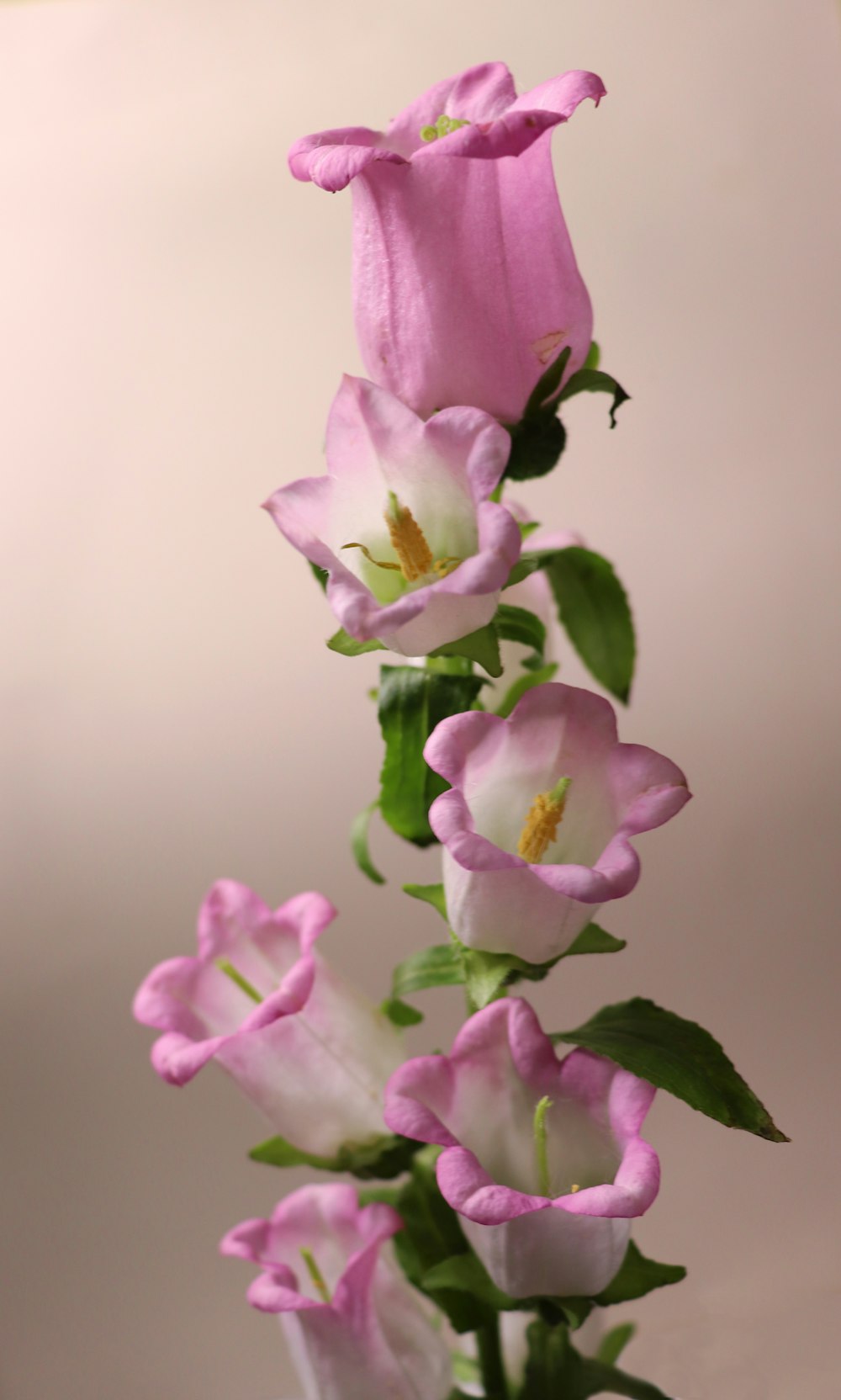 a vase filled with pink flowers on top of a table