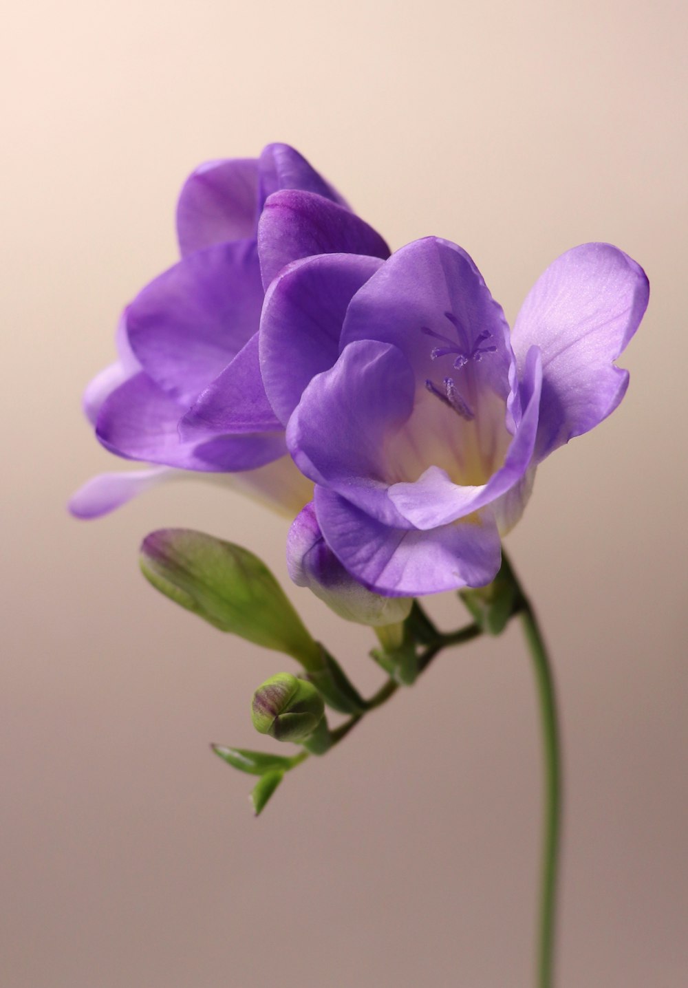 a close up of a purple flower on a stem