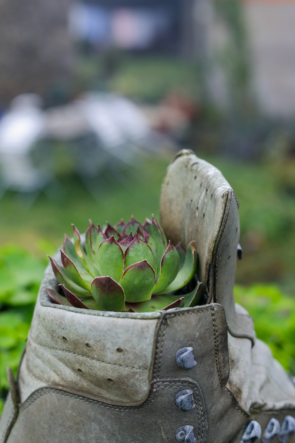une chaussure avec une plante à l’intérieur