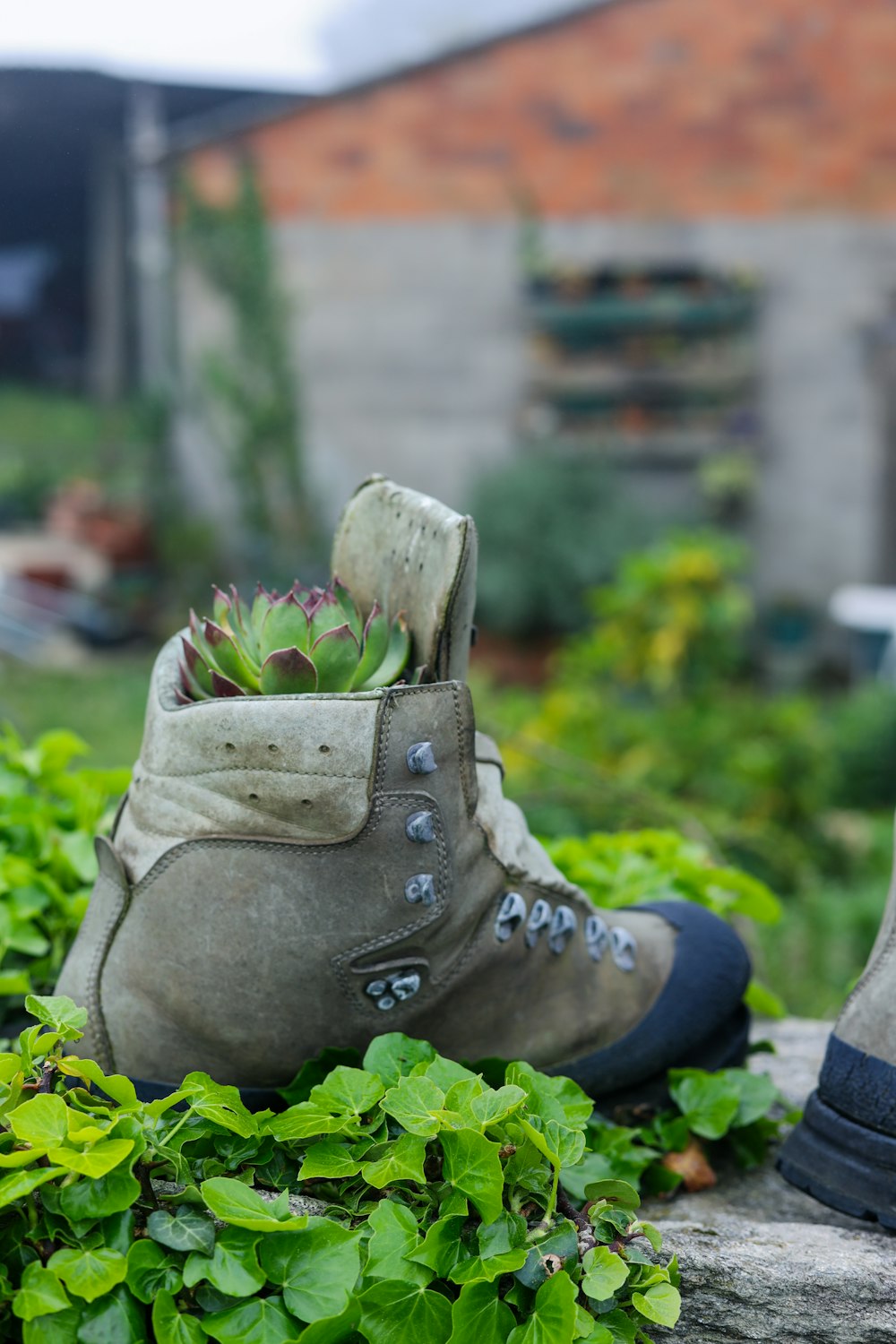 a pair of hiking boots with a plant growing out of them