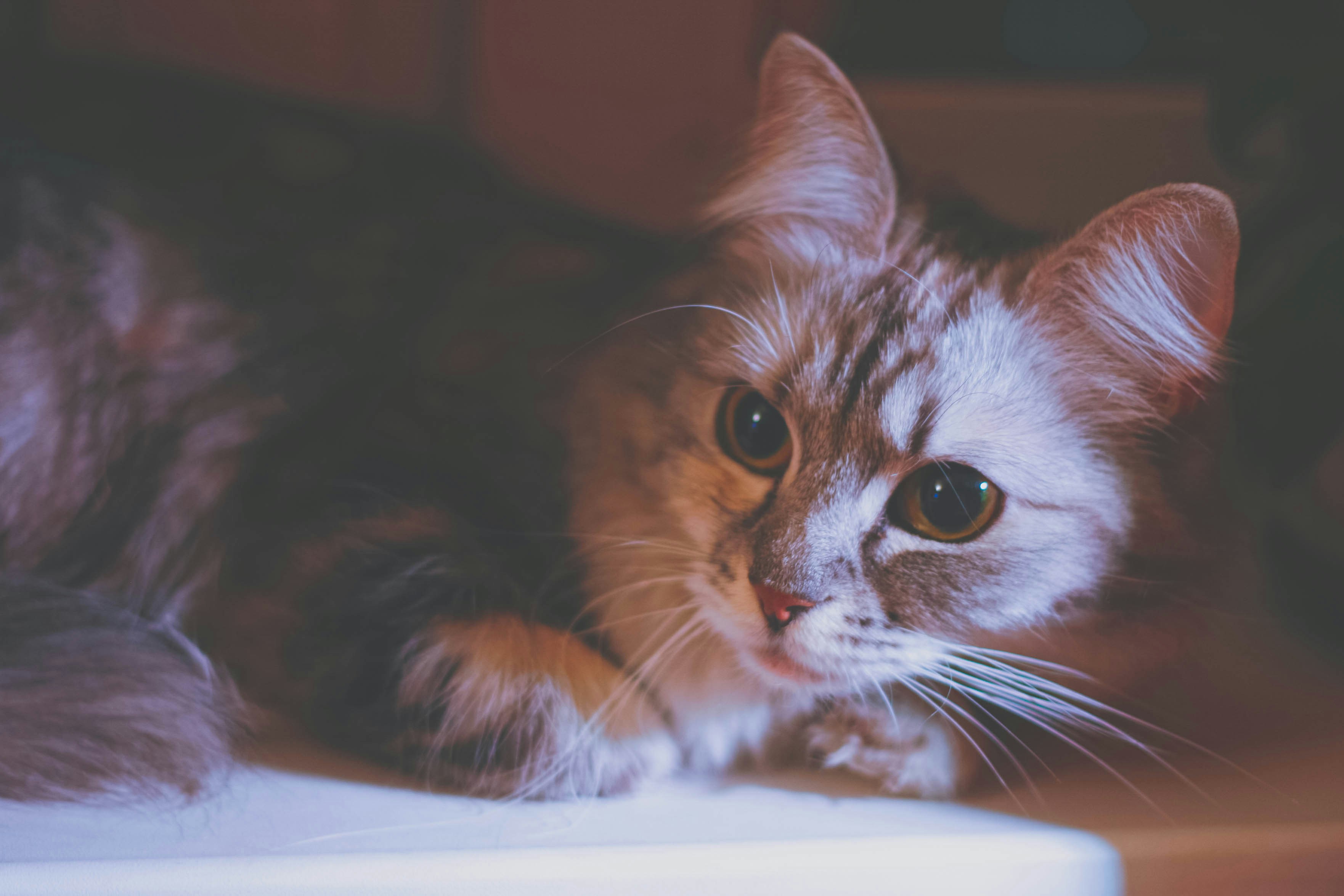 a close up of a cat laying on a table