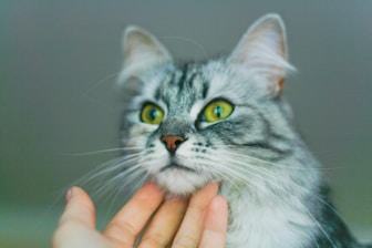 A fluffy gray cat with striking green eyes is being gently petted under its chin by a human hand. The cat's fur appears soft and well-groomed, with detailed patterns around its face. The background is neutral, drawing attention to the cat's expressive features.