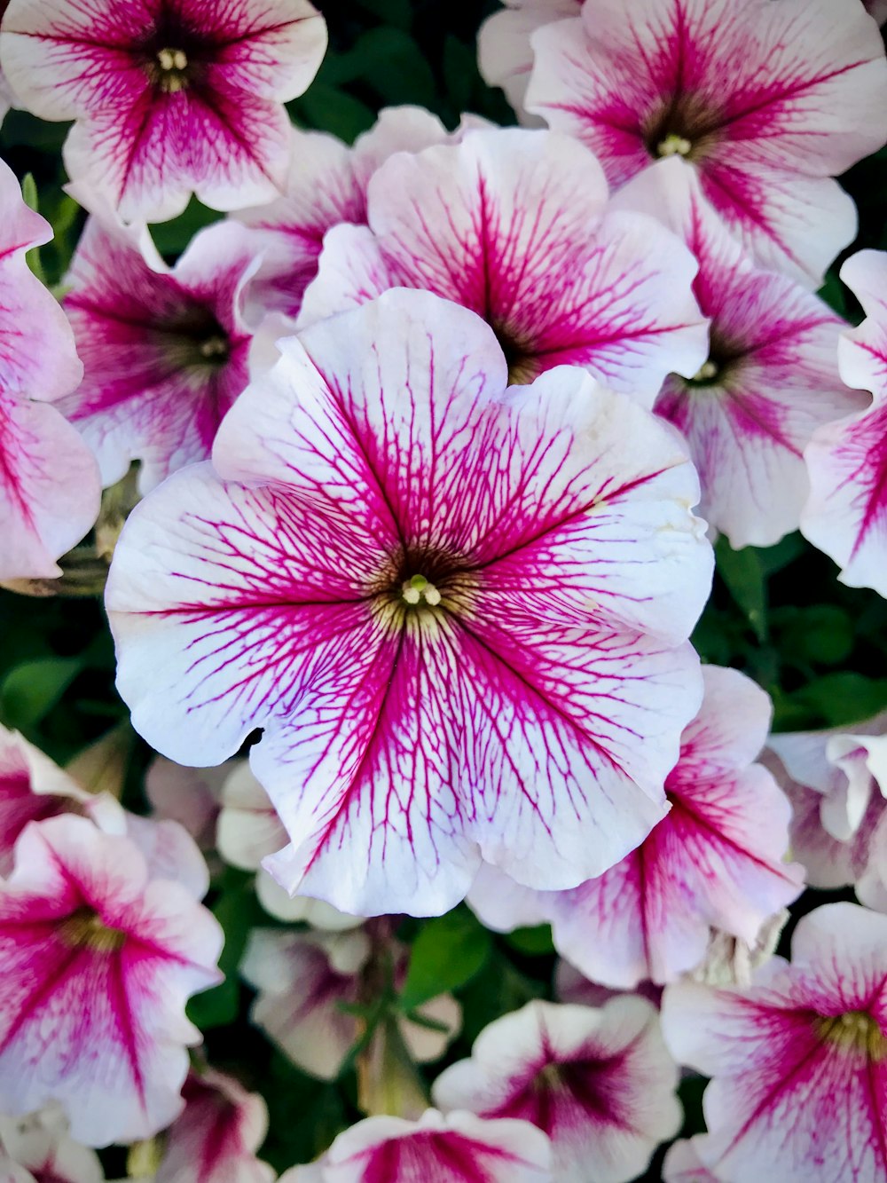a close up of a bunch of pink and white flowers