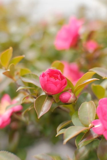 A close-up of vibrant pink camellia flowers blooming in a sunny garden.