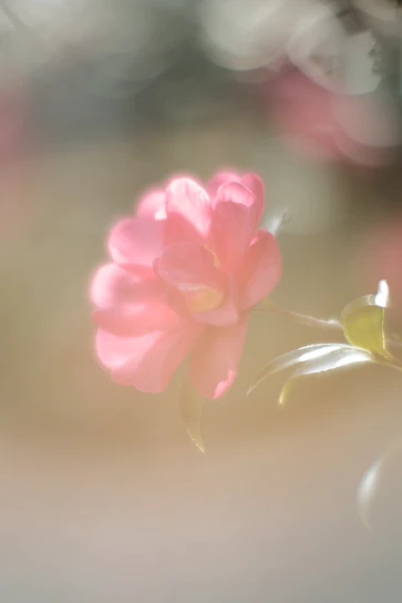 Soft-focus image of a blooming hana flower bathed in warm beige and cotton candy hues.