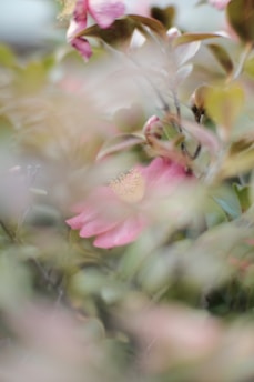 A soft-focus photo of a peaceful garden, inspiring quiet reflection and creativity.