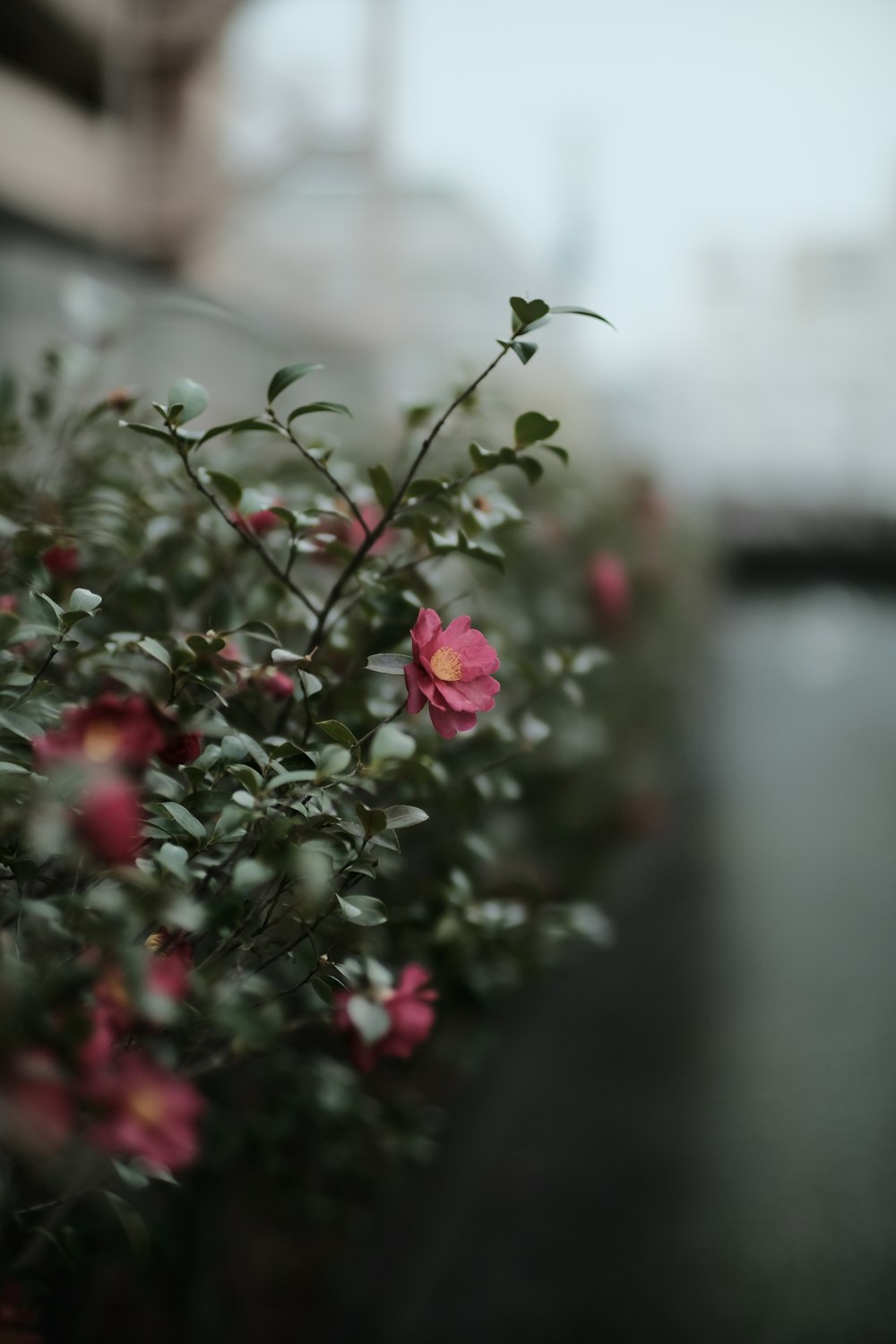 a close up of a bush with pink flowers