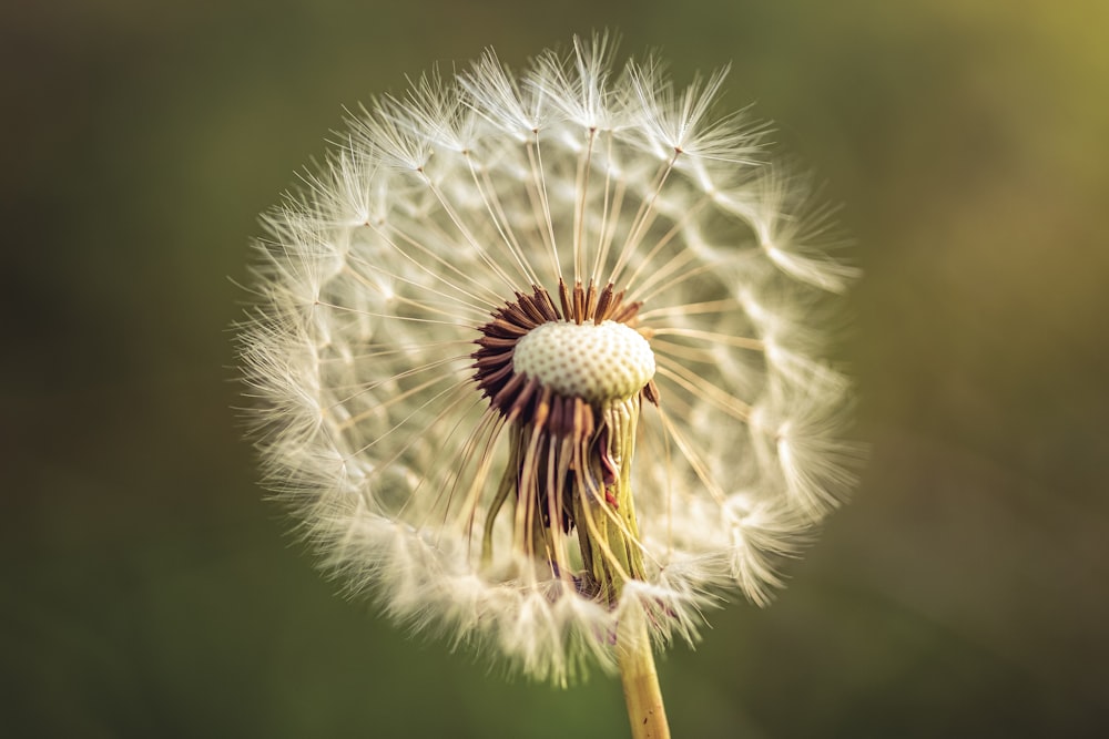 a close up of a dandelion with a blurry background