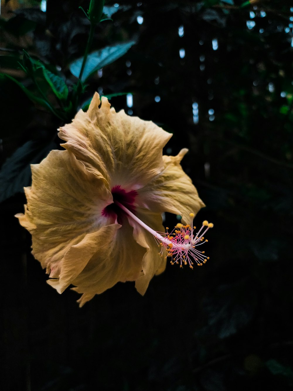 a large yellow flower with a red center