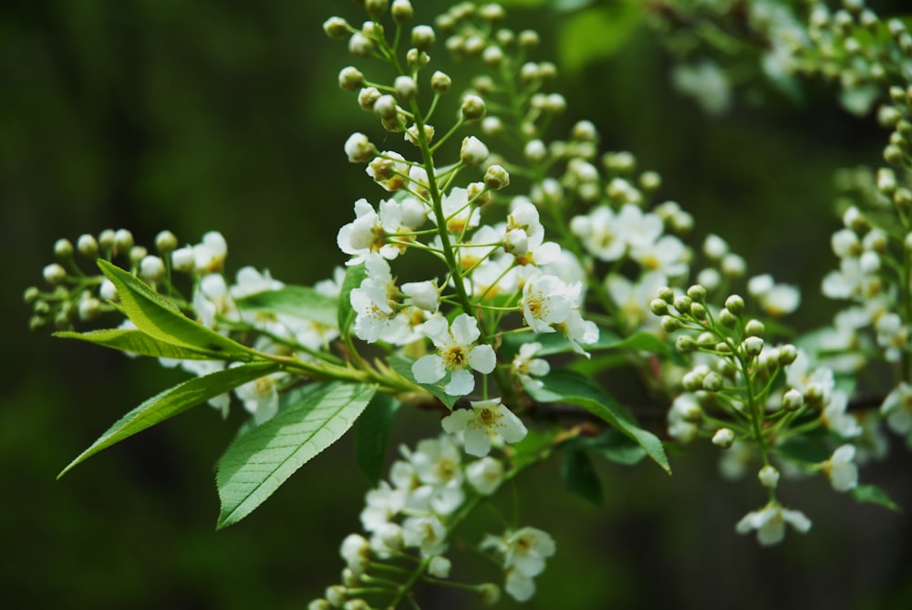 a bunch of white flowers with green leaves