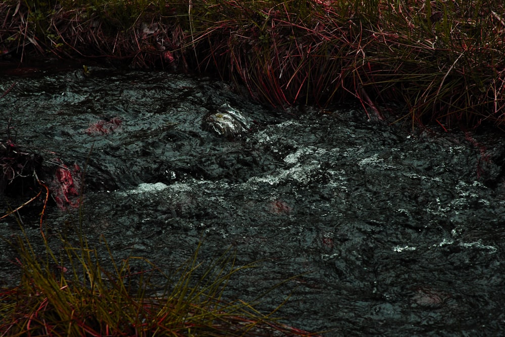 a stream of water running through a lush green forest