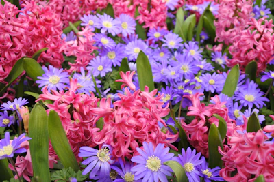 A colorful container arrangement with blooming hyacinths and daffodils.