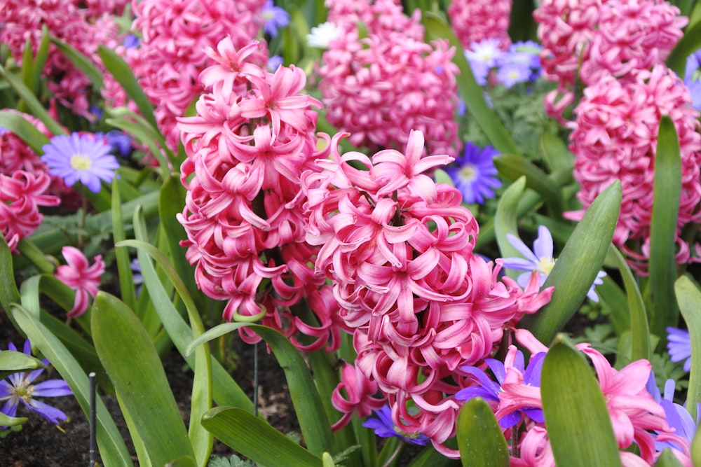 Un ramo de flores rosadas y azules en un jardín