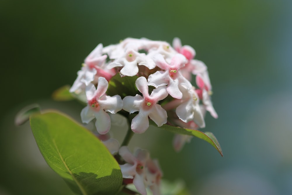 a cluster of white flowers with pink centers