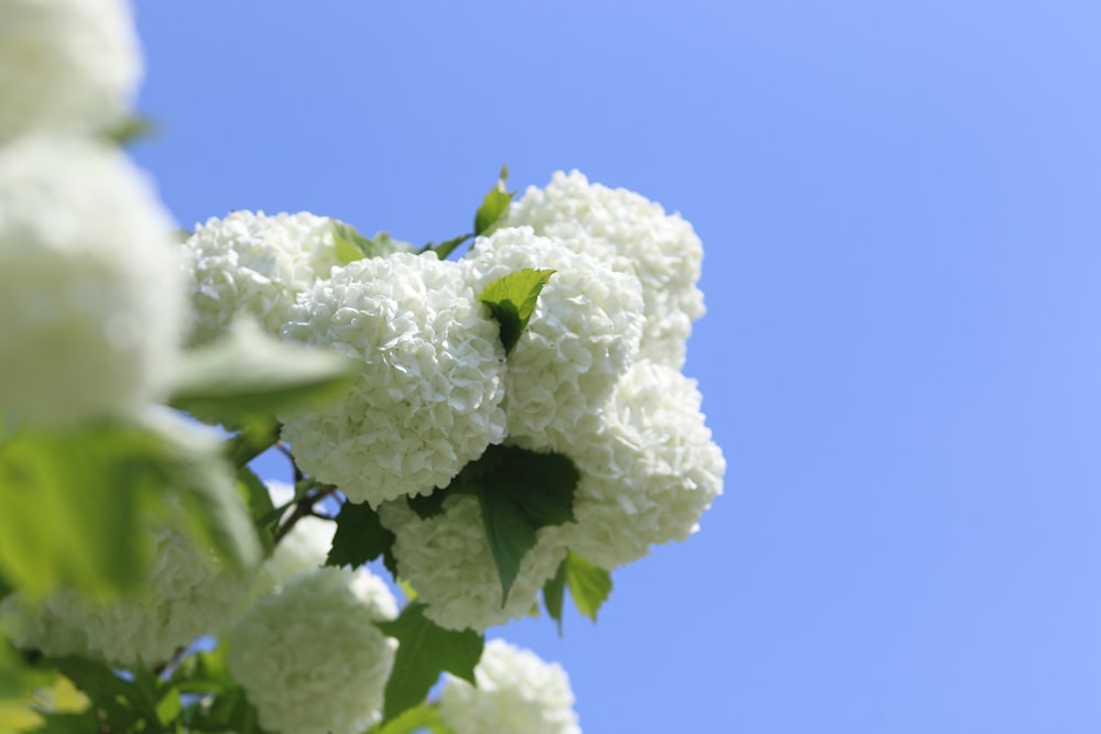 a tree branch with white flowers against a blue sky