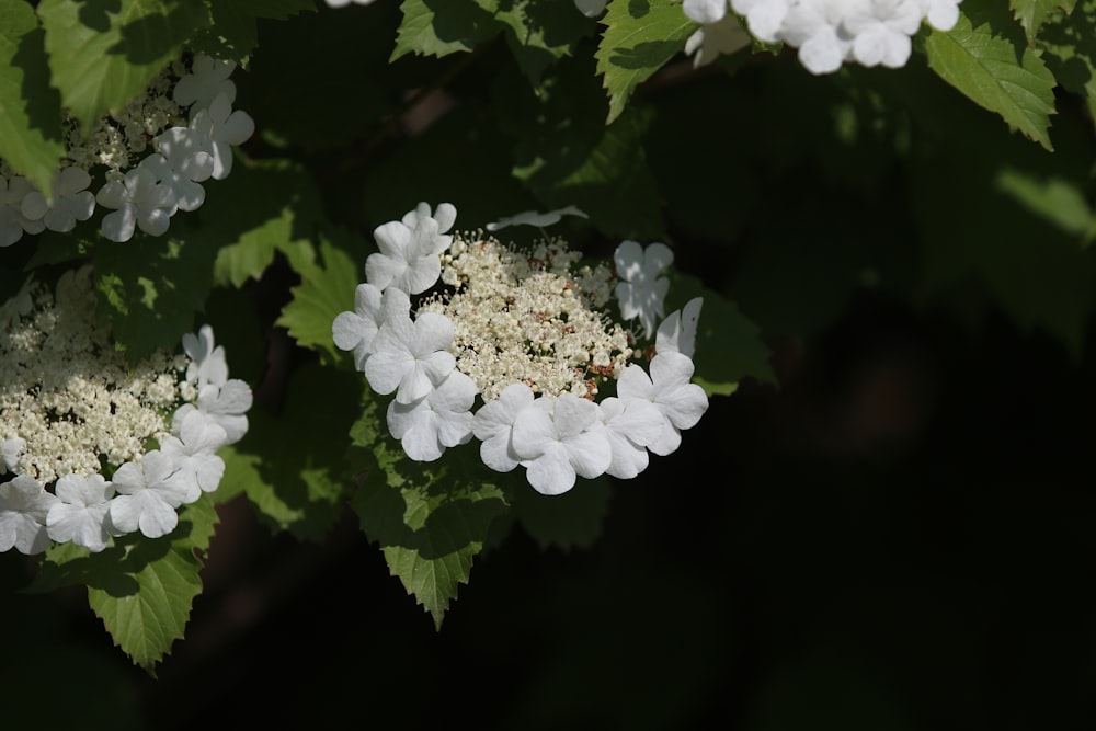 a cluster of white flowers with green leaves