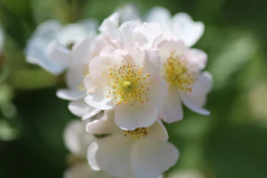a close up of a white flower with yellow stamen