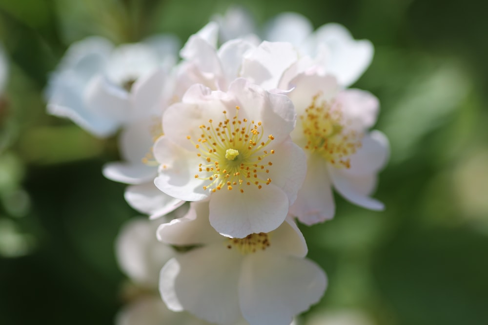 a close up of a white flower with yellow stamen