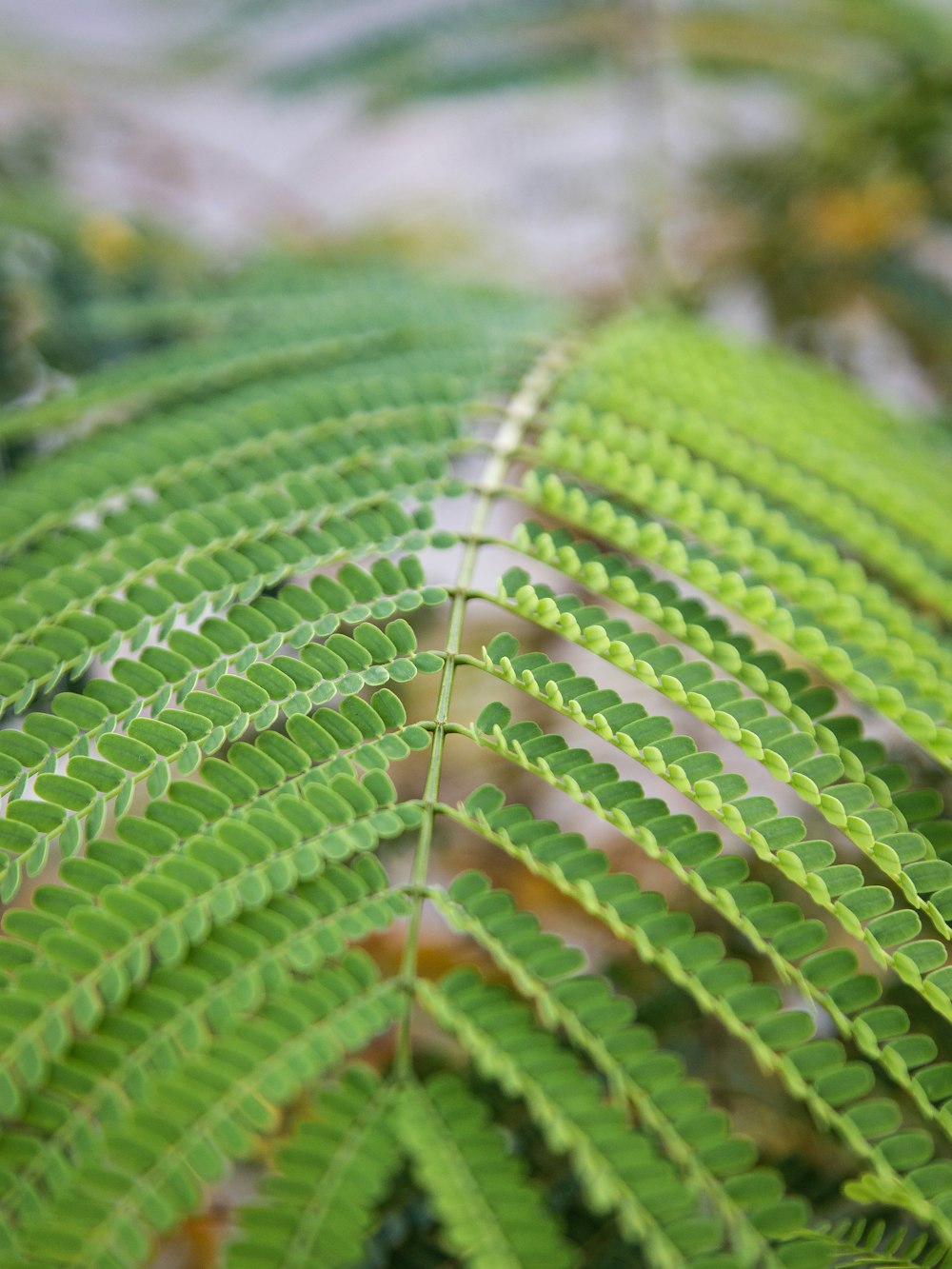 a close up of a green plant with lots of leaves