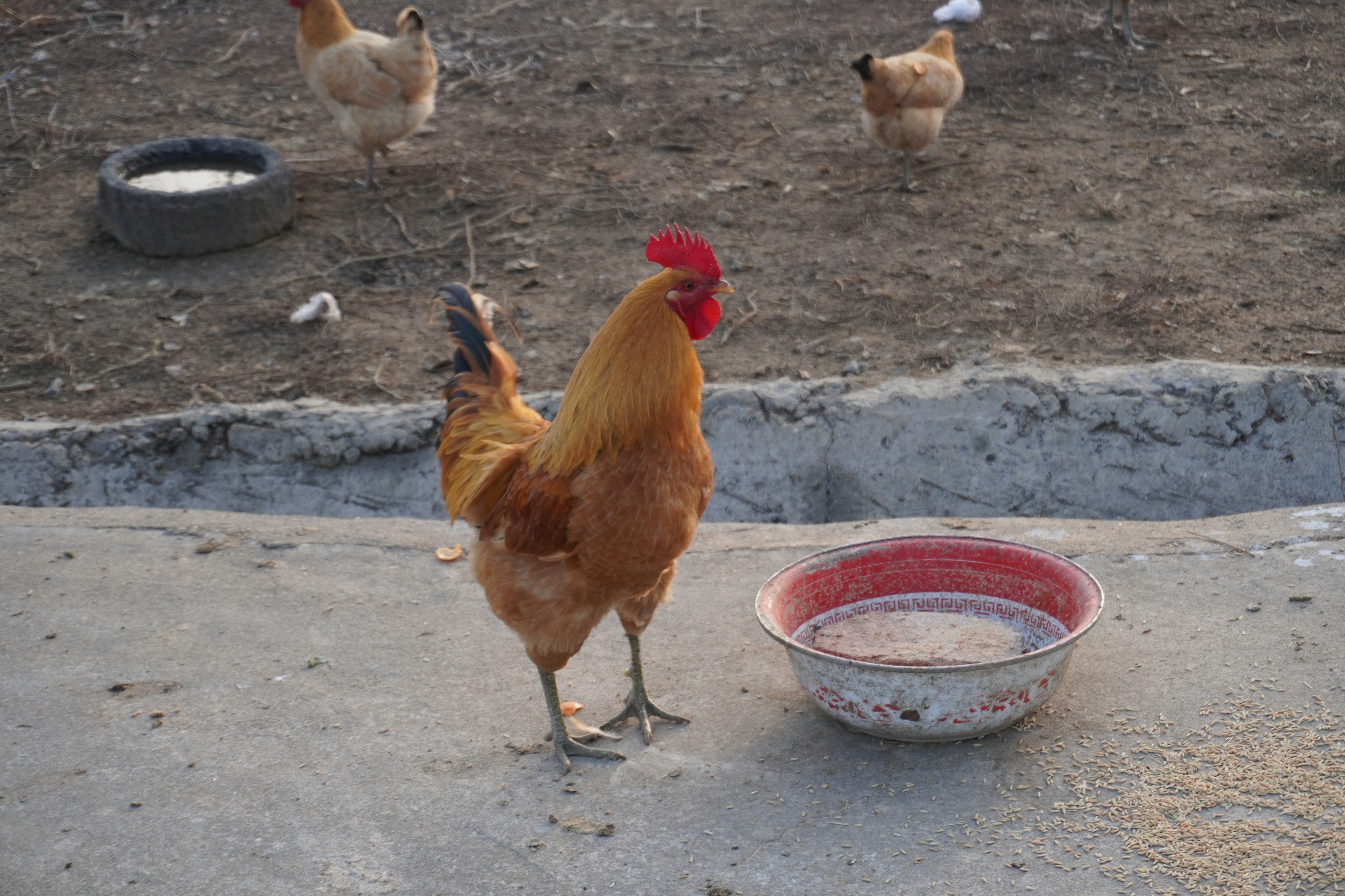 Durable Poultry Feeder