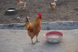 A breeder carefully mixing vitamins into a gamefowl feed bowl outdoors