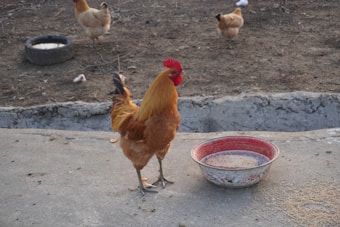 A rooster stands prominently near a red and white bowl filled with water or feed. Two hens are in the background on a dirt surface, near a round cement container and scattered grain. The environment appears to be an outdoor farmyard.