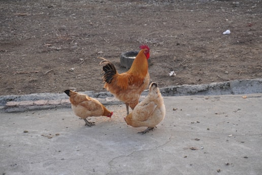 Three chickens are on a concrete surface, with two hens and one rooster. The hens are pecking at the ground, while the rooster stands nearby. The background consists of a dry, earthy area with scattered debris.