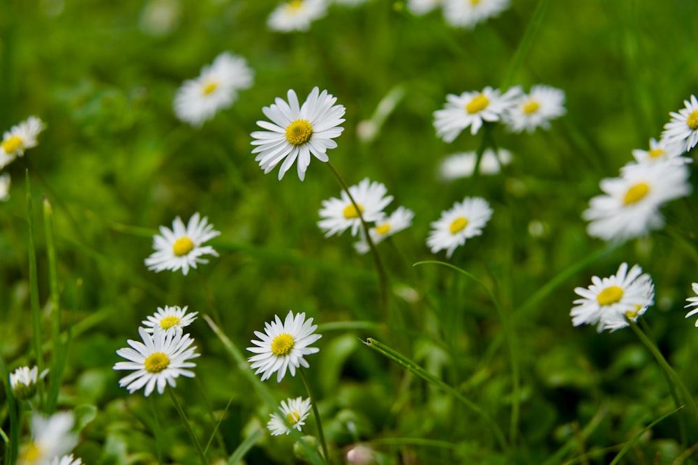 a field of white daisies with yellow centers