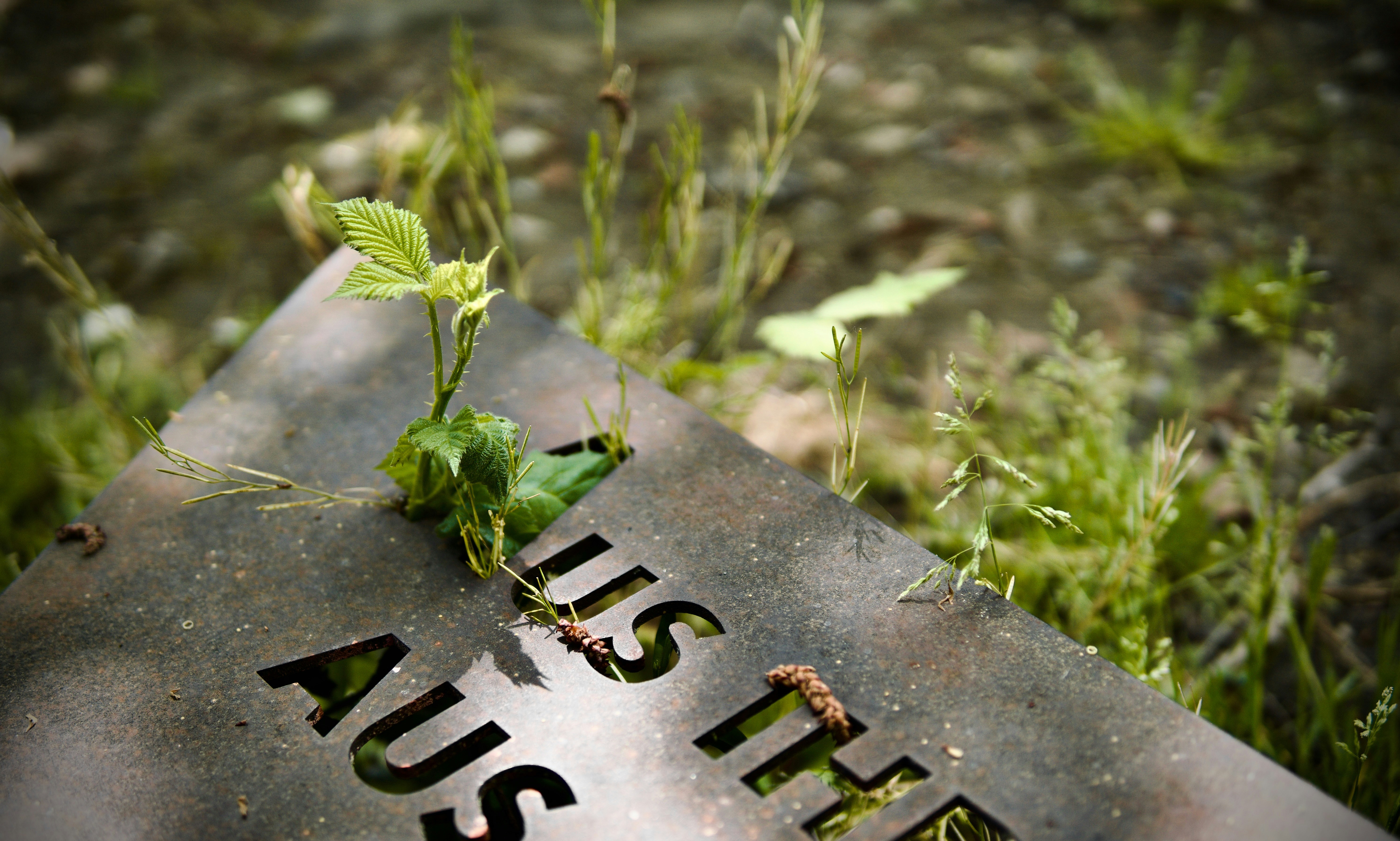 a close up of a sign with a plant growing out of it
