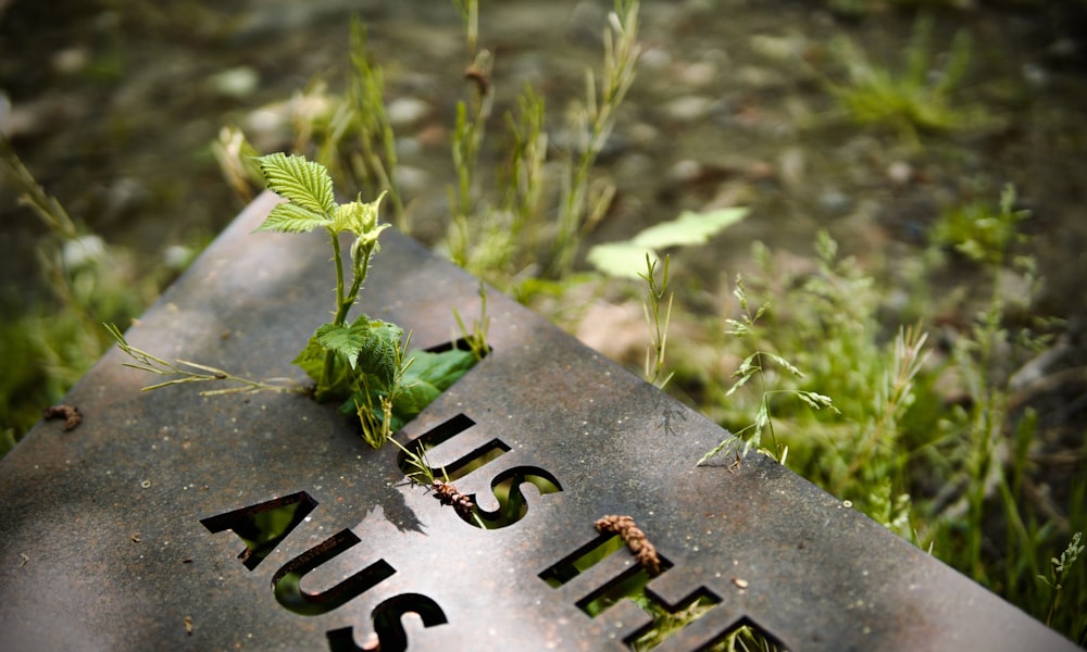 a close up of a sign with a plant growing out of it