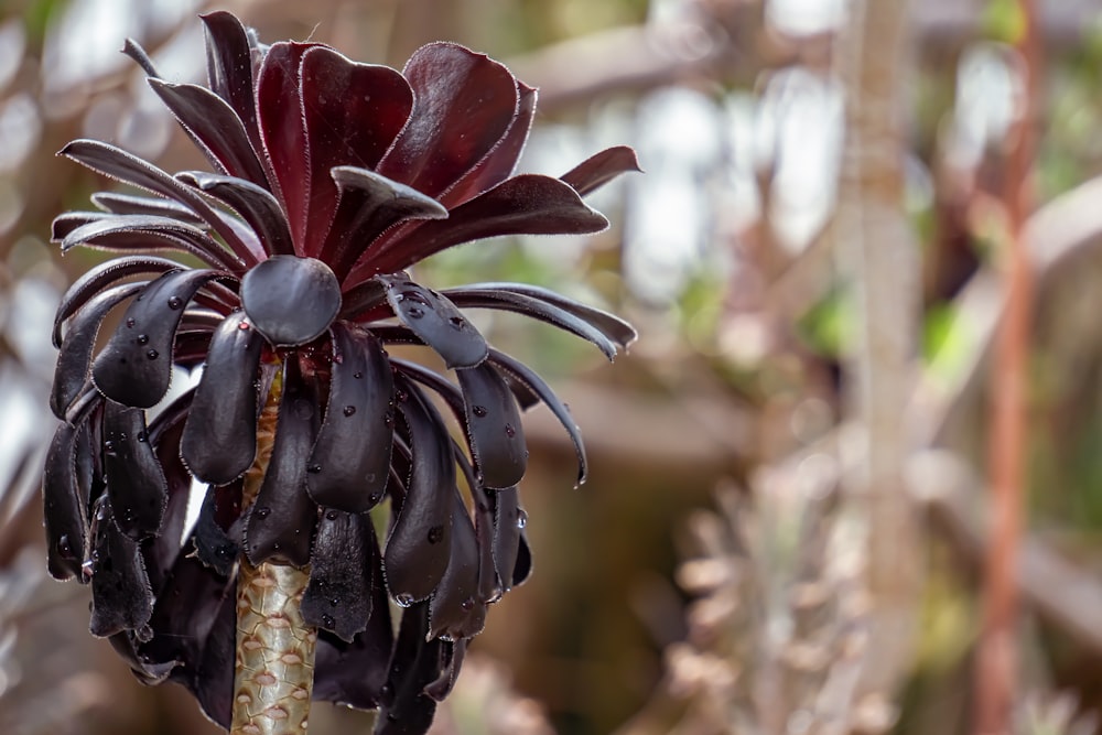 a close up of a flower on a plant