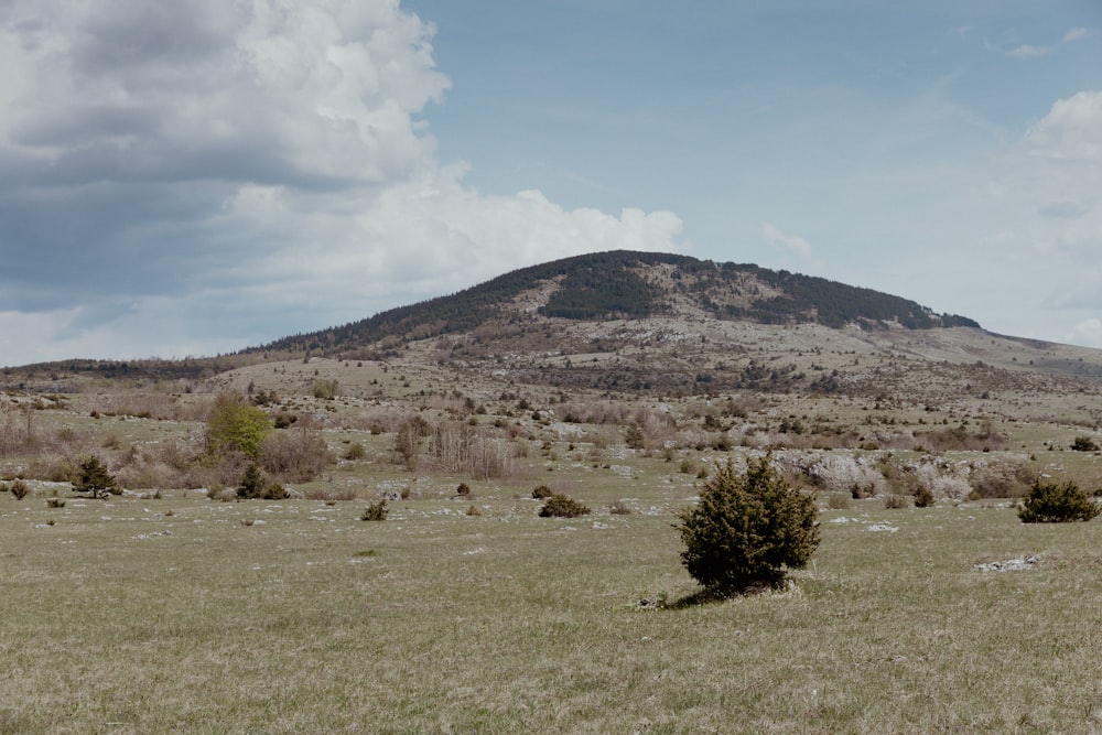 a grassy field with a mountain in the background