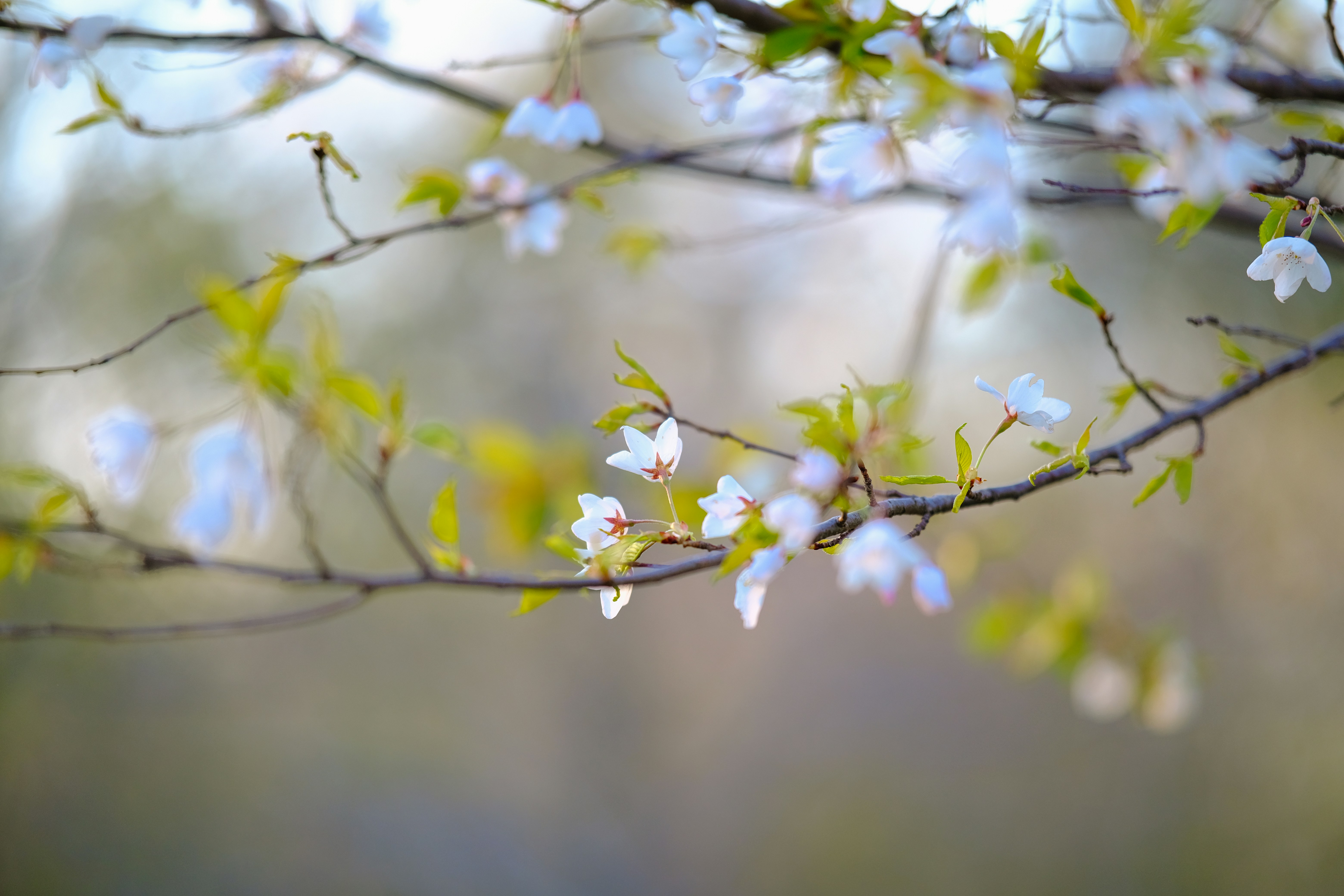 Photo by surjasendas