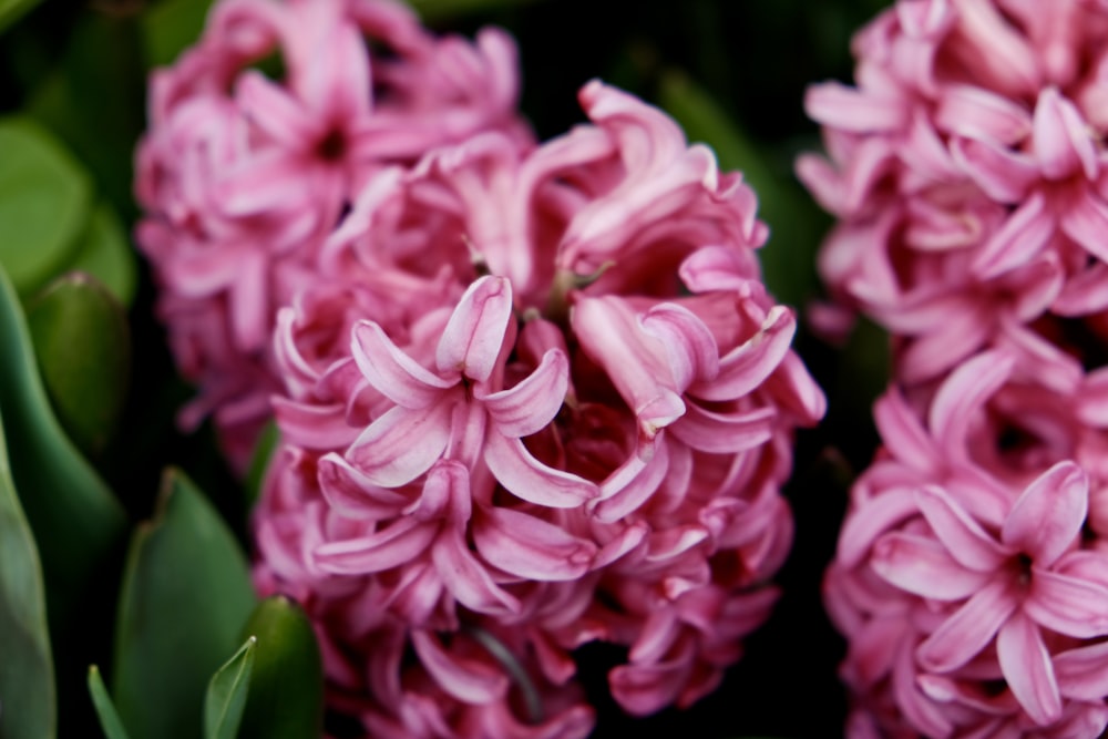 a close up of a bunch of pink flowers