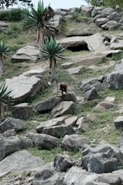 A rocky landscape with patches of grass and a few distinctive spiky plants. Two monkeys are visible, one climbing a plant and another walking on the rocks. The area seems natural and rugged with a small cave-like opening in the background.