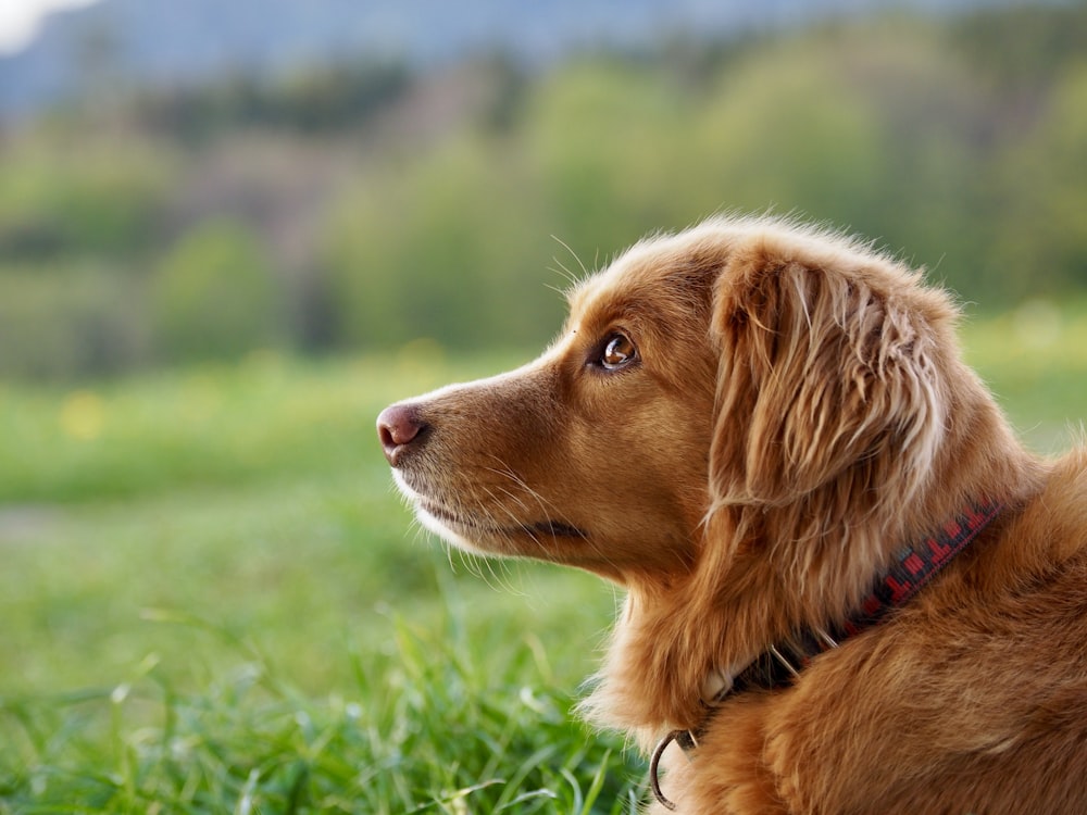 a close up of a dog laying in the grass