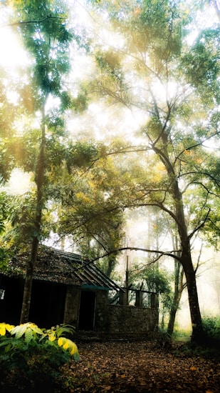 A misty forest setting with sunlight filtering through the tall trees. In the foreground, there is an old stone structure with a pitched roof, partially covered by greenery. The forest floor is littered with fallen leaves, and the atmosphere feels serene and slightly mysterious due to the diffused light and dense foliage.