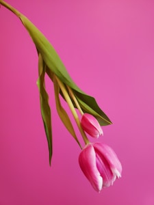 Dusty Tulip