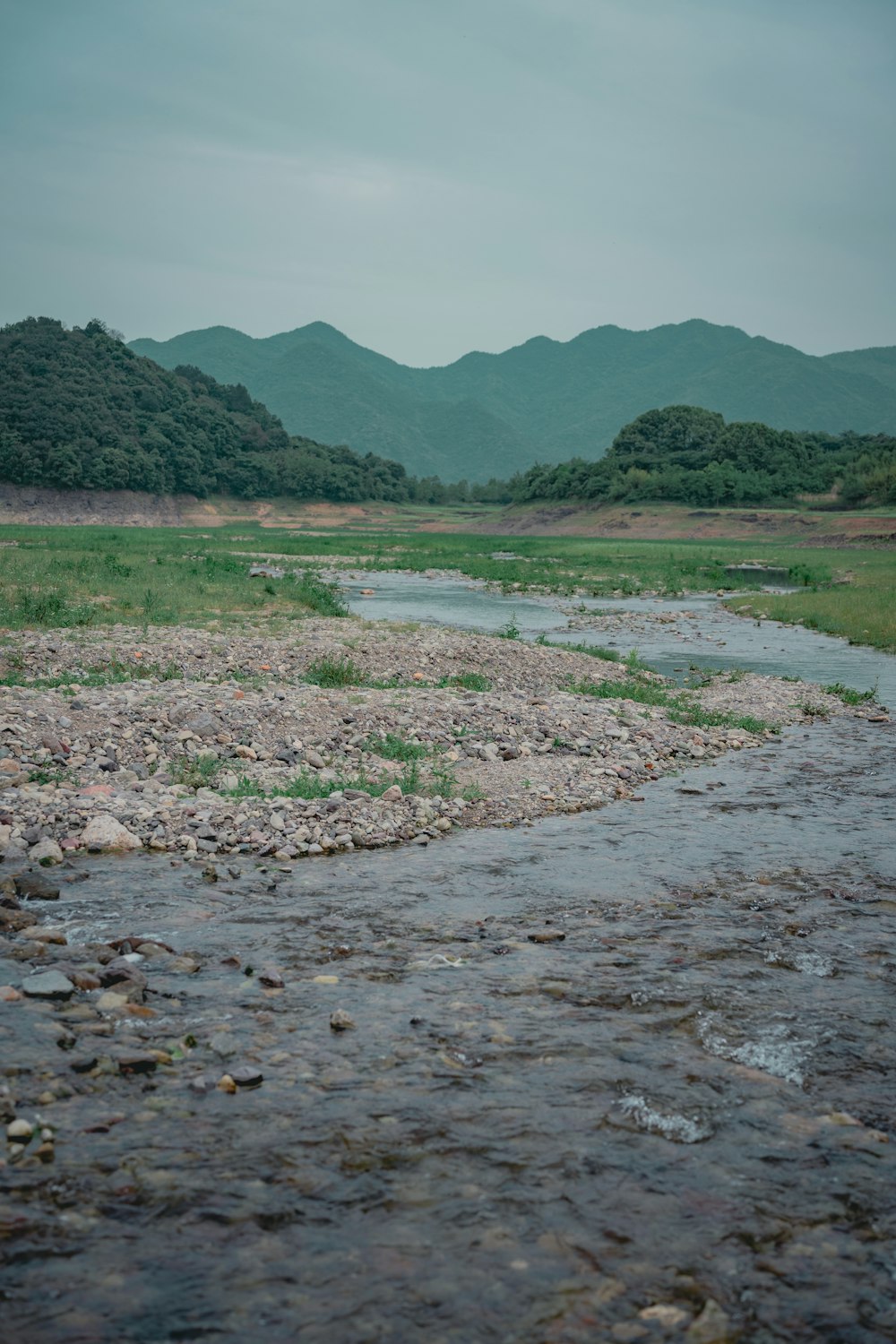 a river running through a lush green forest