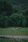 A lush, green landscape with dense forest in the background. In the middle ground, a herd of sheep grazes on a vibrant green pasture. The scene is tranquil and natural, with a rocky stream flowing gently in the foreground.