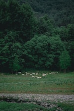 A lush, green landscape with dense forest in the background. In the middle ground, a herd of sheep grazes on a vibrant green pasture. The scene is tranquil and natural, with a rocky stream flowing gently in the foreground.