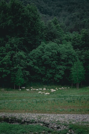 A lush, green landscape with dense forest in the background. In the middle ground, a herd of sheep grazes on a vibrant green pasture. The scene is tranquil and natural, with a rocky stream flowing gently in the foreground.