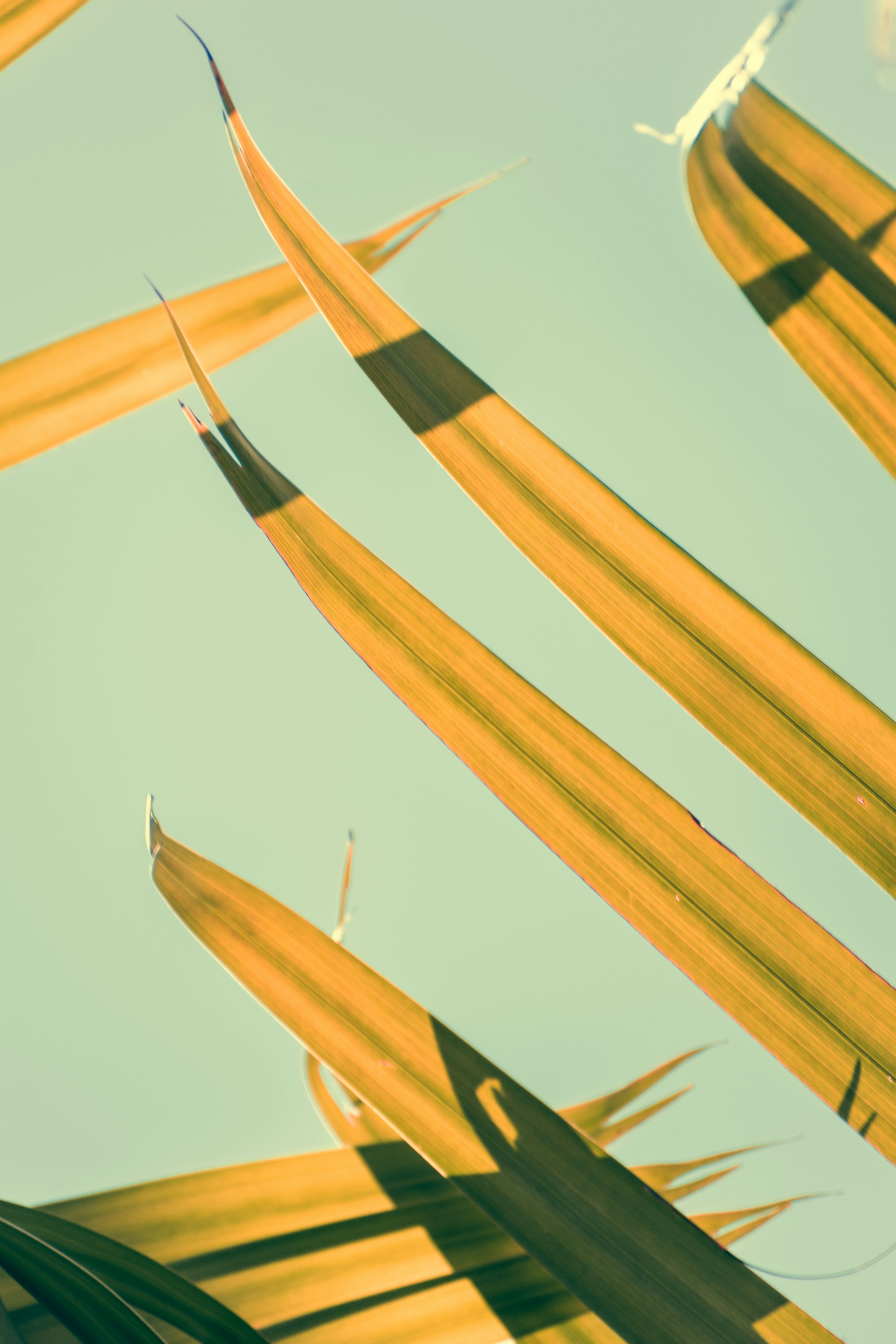 Photo by stevecameup