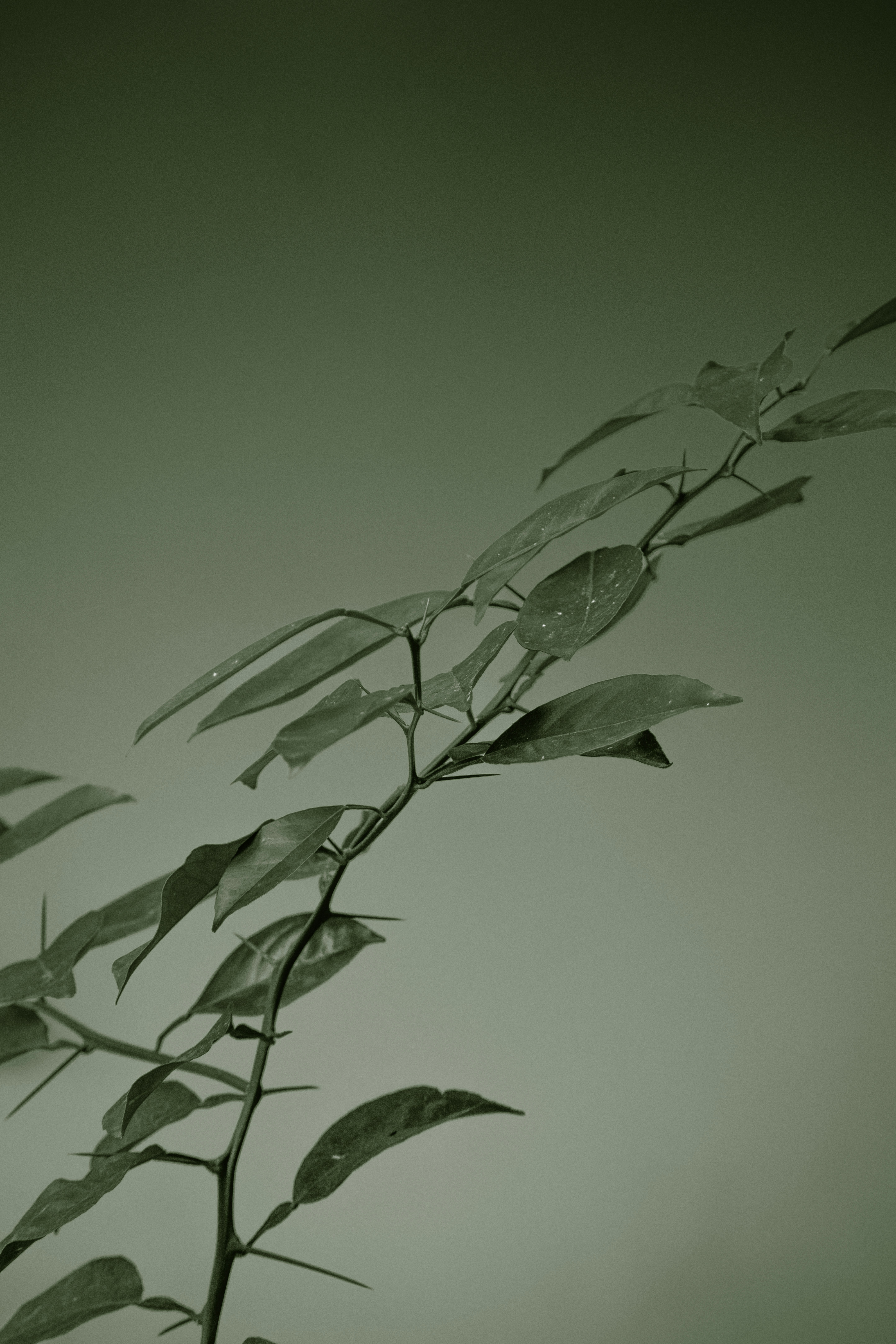 Photo by stevecameup