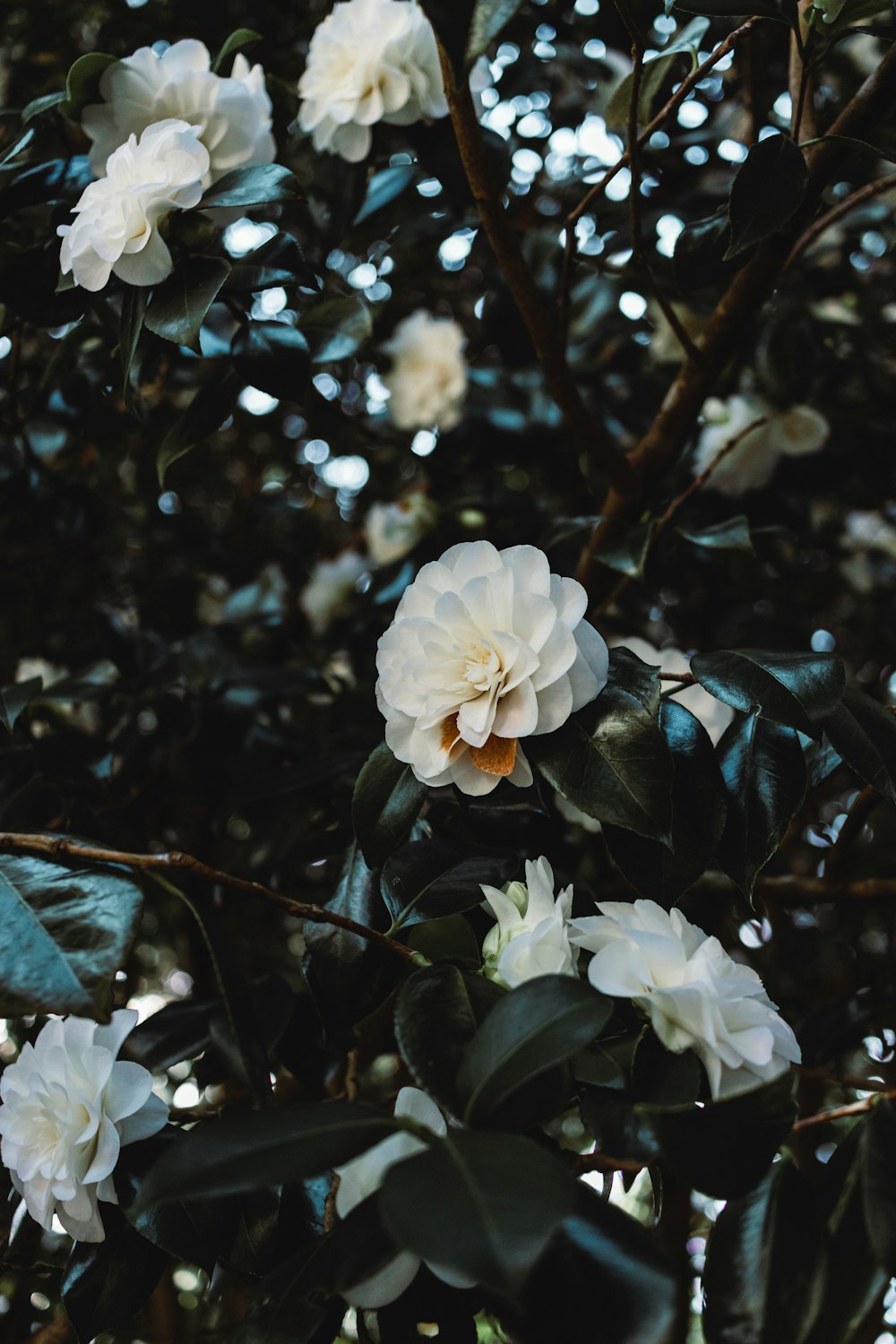 a tree with white flowers and green leaves